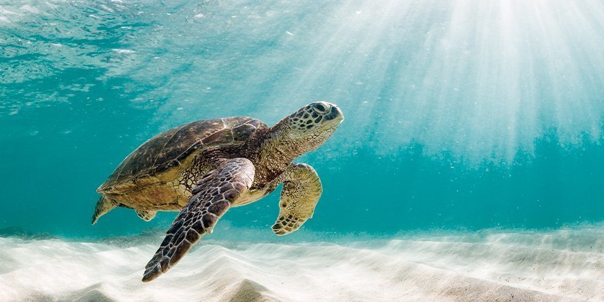 Green sea turtle in the waters of the Galapagos Islands