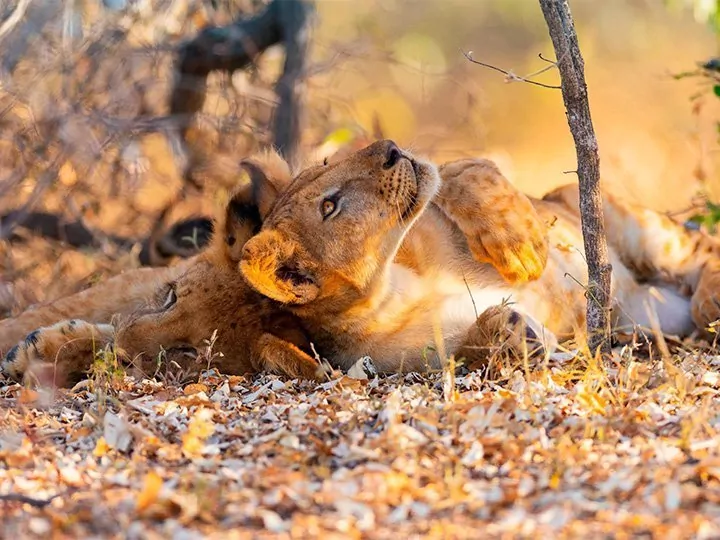 Southern Tanzania: fly-in safari in Nyerere & Ruaha