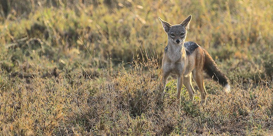 Jackal in Tanzania in April