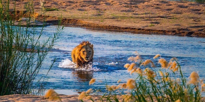 Lion in the river in Kruger National Park in South Africa