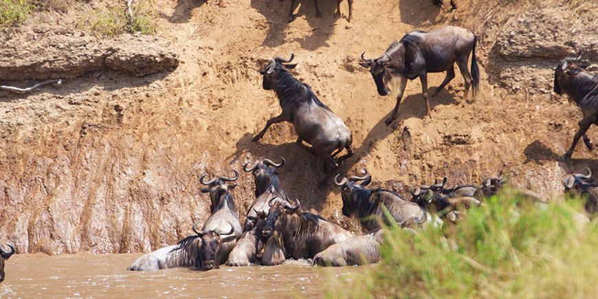 Crossing the Mara River in July