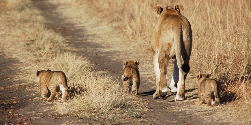 Lions in the Masai Mara in October