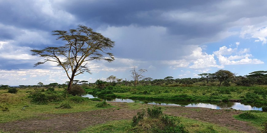 Cloudy day on the Serengeti in December