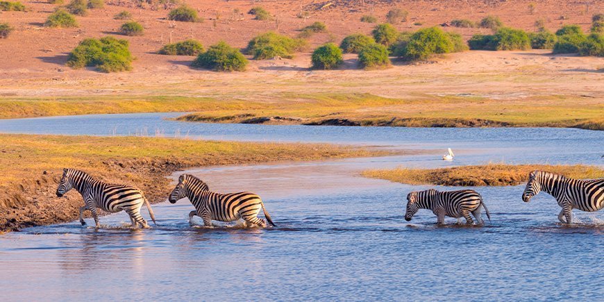 Zebra on the Chobe River in Botswana