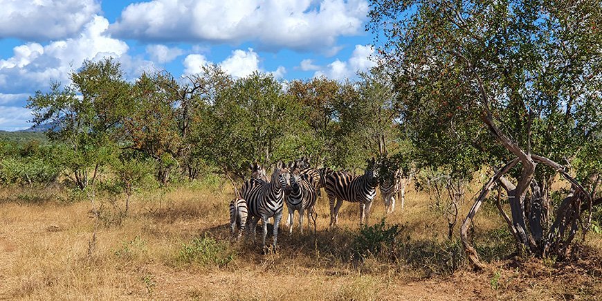 Zebras in Kruger in February/March