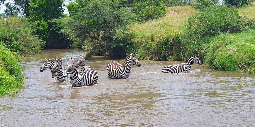 Zebras in river in Africa