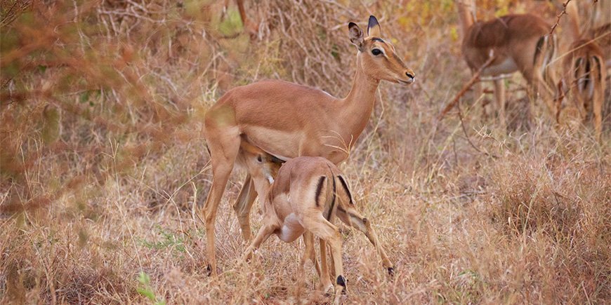 Baby animals in Kruger National Park