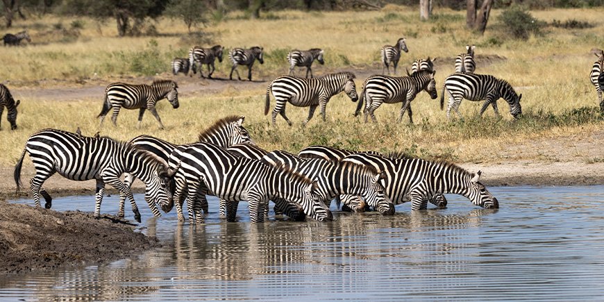 Dry season in Tarangire, Tanzania