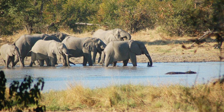 Elephants in the Okavango Delta in June