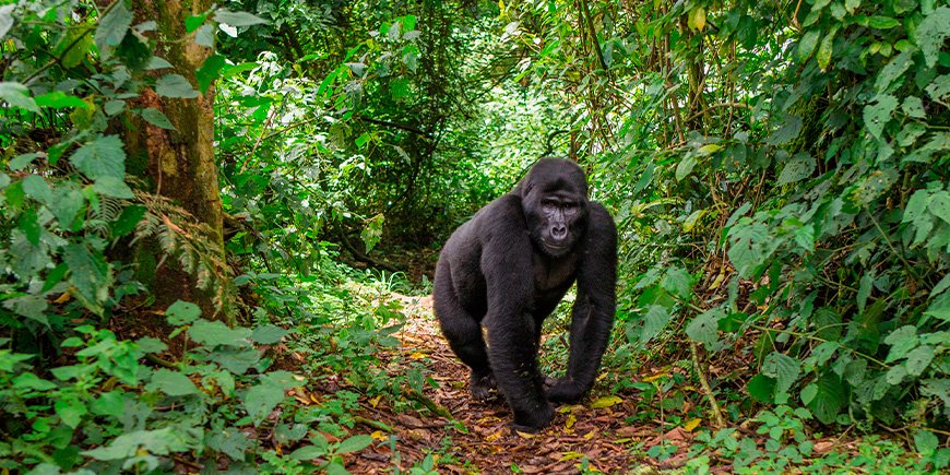 Gorilla walking on a trail in Bwindi, Uganda