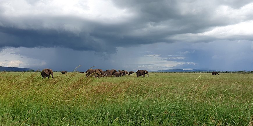 Rainy season in the Serengeti