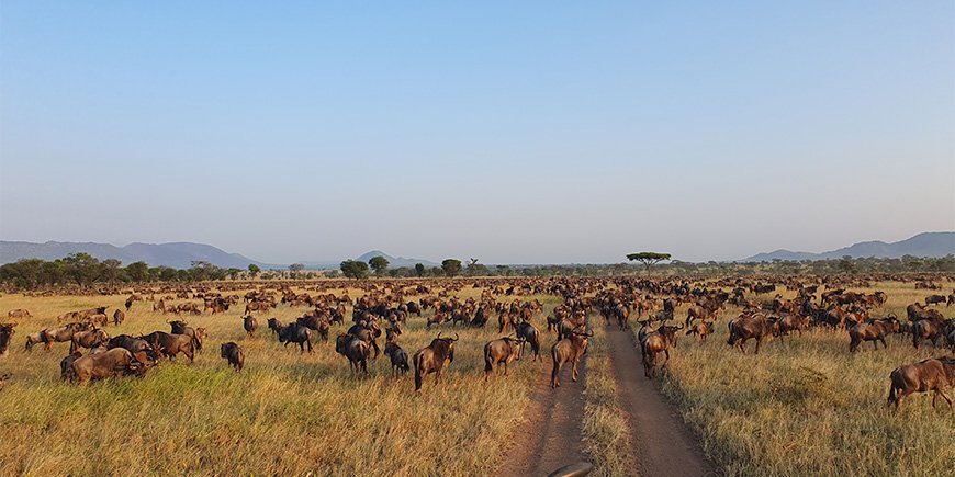 The Great Migration on the Serengeti in Tanzania