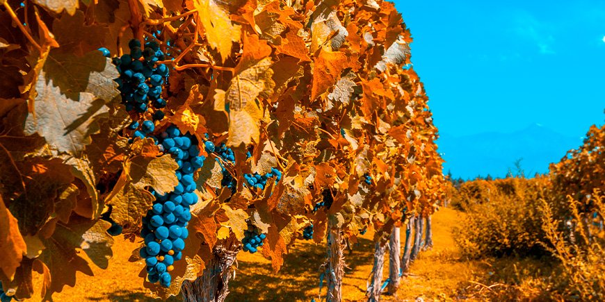 Vineyards in autumn colours in Mendoza, Argentina