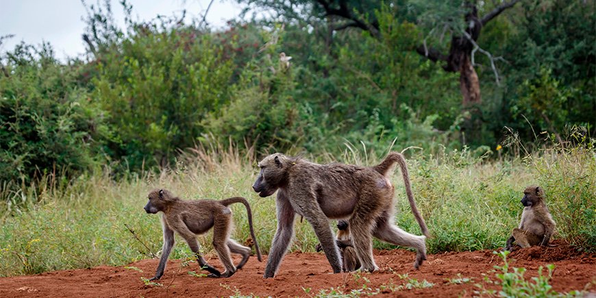 Baboons walking in Kruger National Park