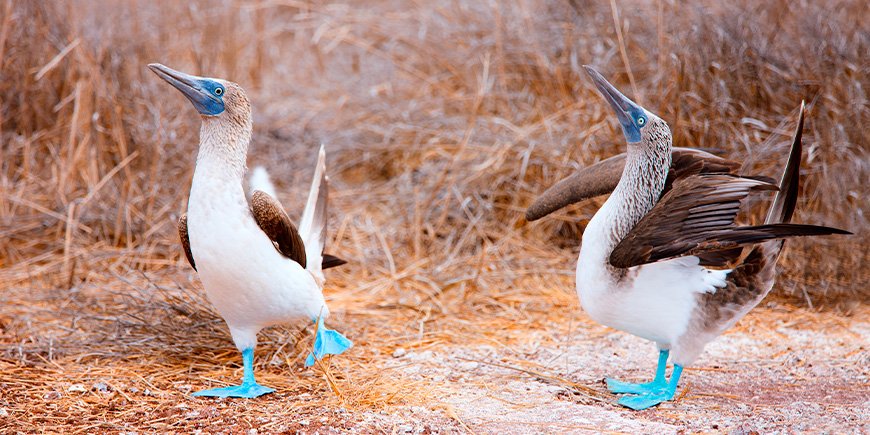 Blue-footed boobies doing their mating dance