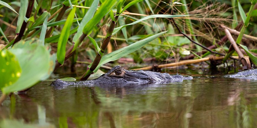 Caiman in a river in the Pantanal, Brazil