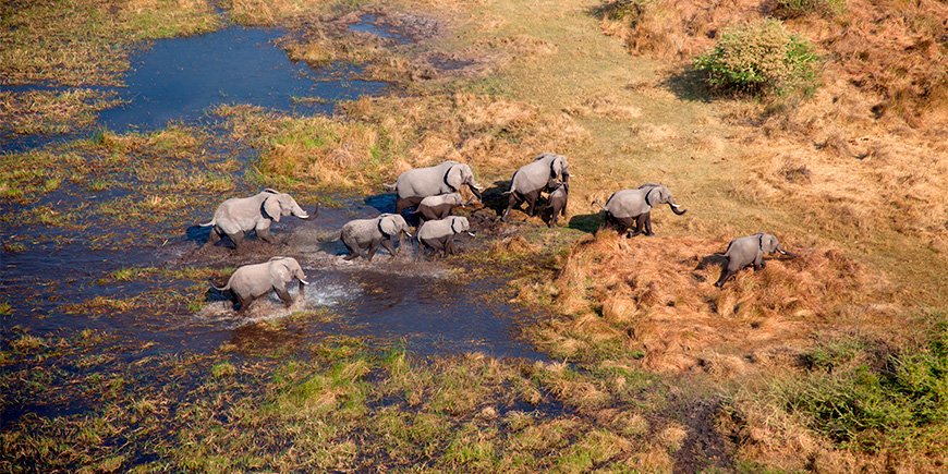 Elephants walking in the Okavango Delta