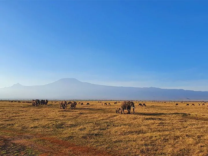 Karibu Kenya safari