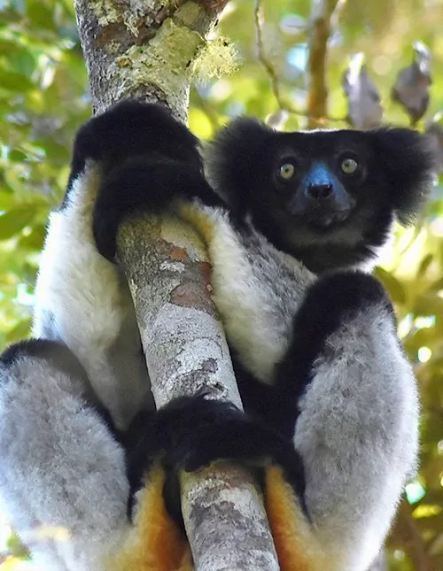 Lemurs in Madagascar & beach holiday in Mauritius