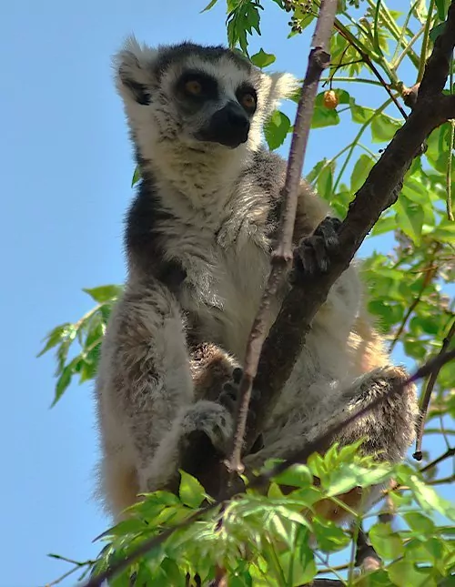 Nature, culture and lemurs in Madagascar