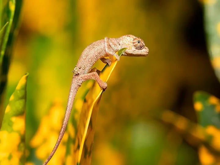 Nature, culture and lemurs in Madagascar