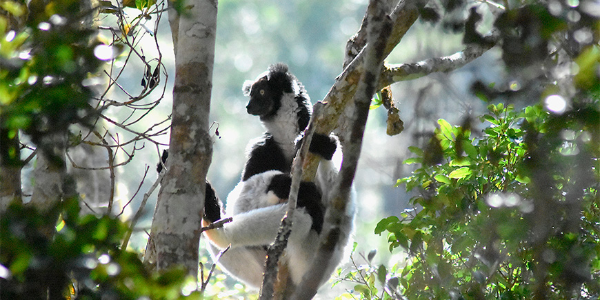 Indri-lemur in a tree in Madagascar