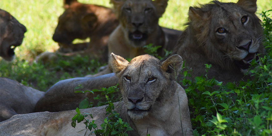 Lion pride in Ruaha in southern Tanzania