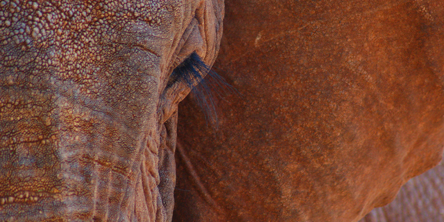 An elephant up close in Tsavo, Kenya