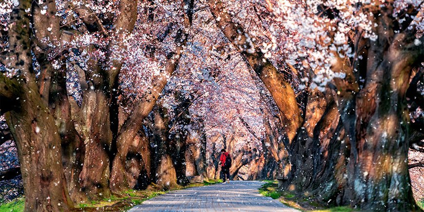 Cherry blossom in Kyoto, Japan