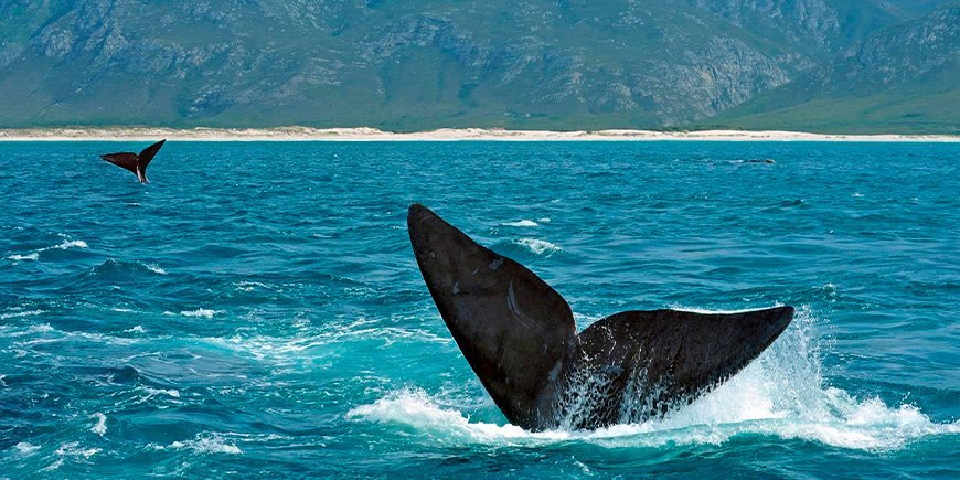 Southern right whales off the coast of Hermanus in South Africa