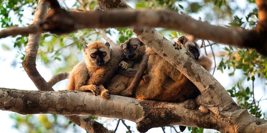 A group of brown lemurs in the forest in Madagascar