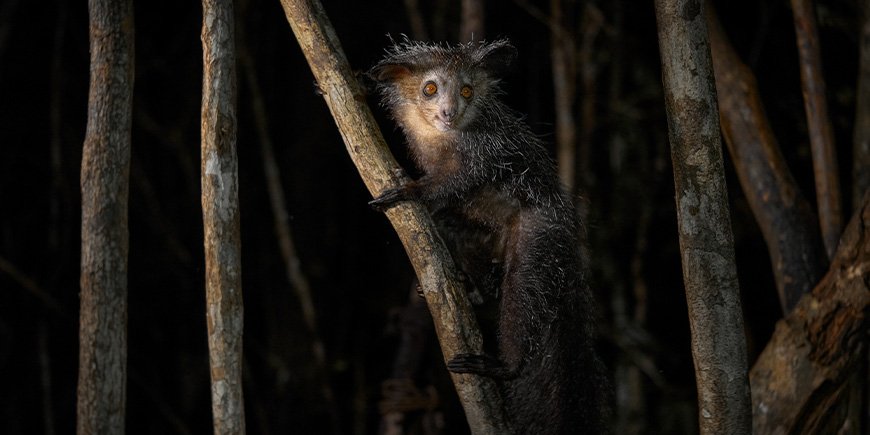 Aye Aye lemur looking at the camera in the dark