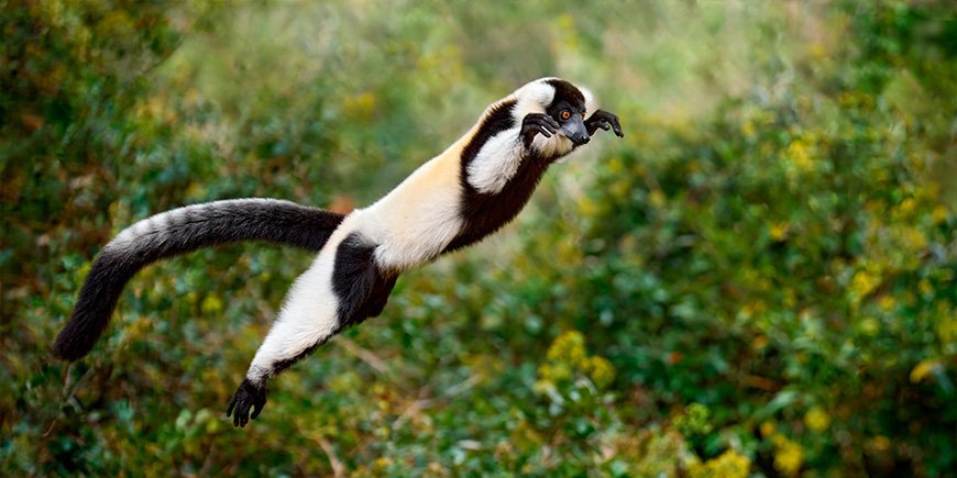 Black and white furry lemur jumps between trees in Madagascar