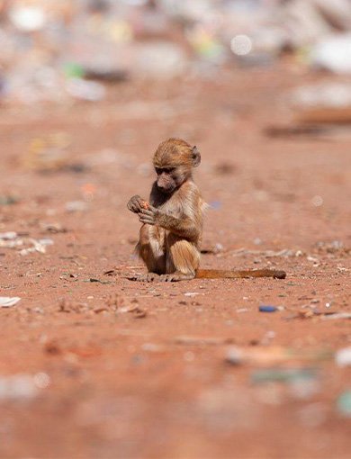 Ele-Collection, Victoria Falls, Zimbabwe