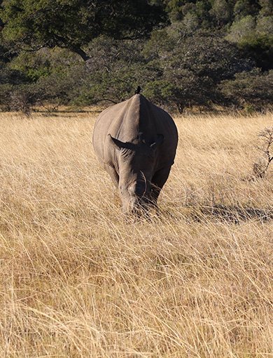 Kariega Game Reserve, South Africa