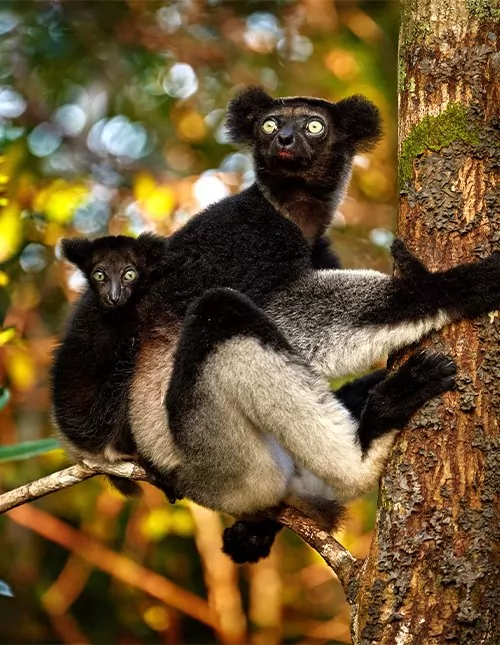 Safari in South Africa & lemurs in Madagascar