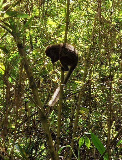 V.O.I.M.M.A Reserve, Madagascar