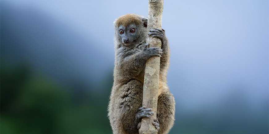 Bamboo lemur sitting in a tree in Ranomafana National Park