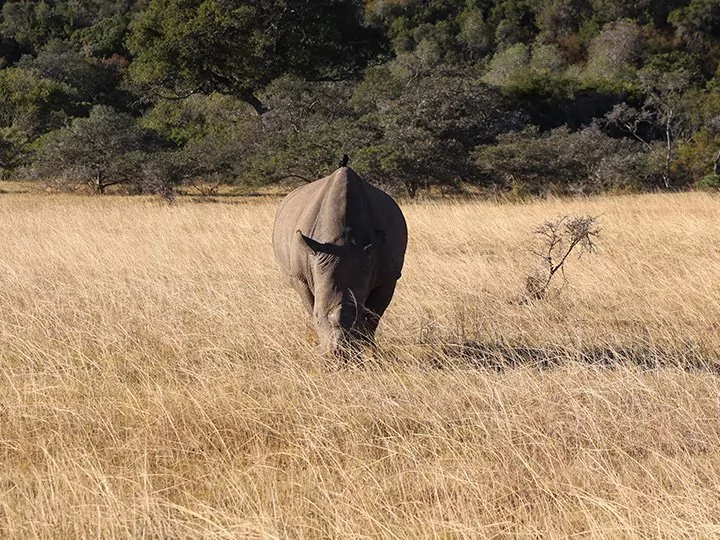 Kariega Game Reserve, South Africa