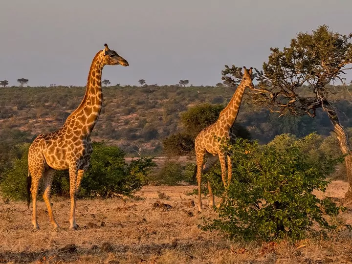 Safari in South Africa & lemurs in Madagascar