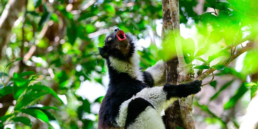 Indri lemur singing in the trees in Madagascar