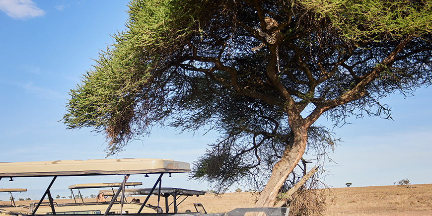 Leopard hanging in a tree above the cars on the savannah