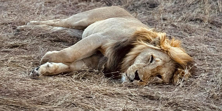 Male lion lounging on the Serengeti