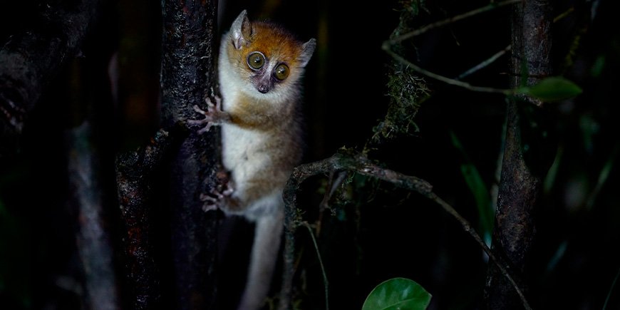 Mouse lemur sitting in a tree in Madagascar