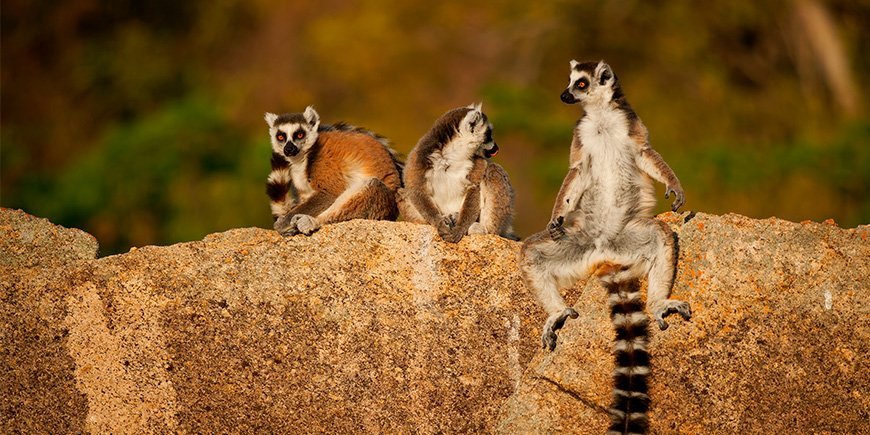 Ring-tailed lemurs hang out in Madagascar