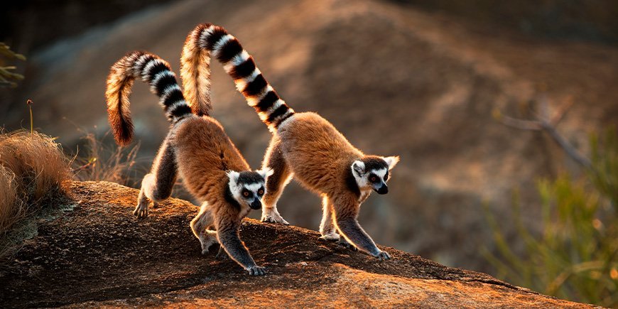 Two Cat Lemurs walking down a cliff