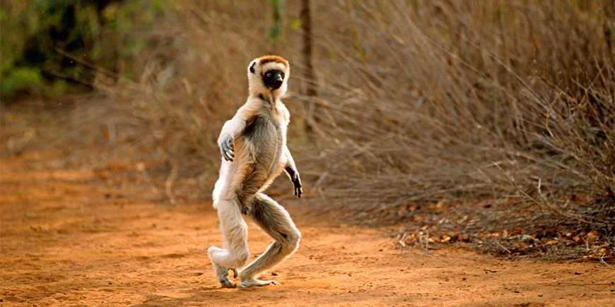 A Sifika lemur dances along a road