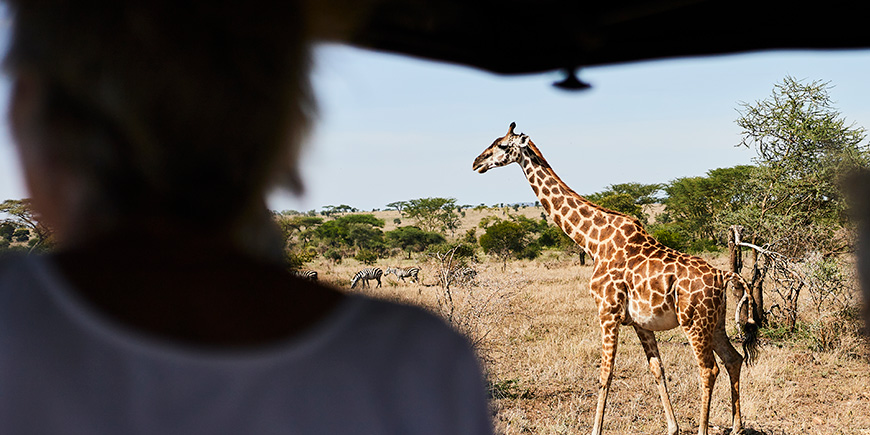 Giraffe walking on the savannah in Tanzania