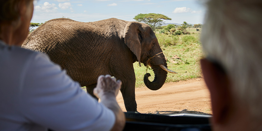 Watching elephant from the car on safari in Tanzania