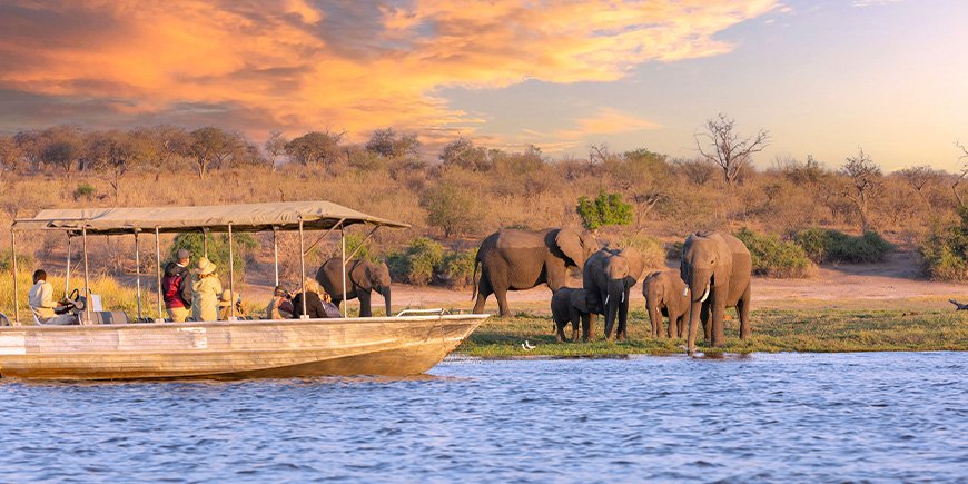 Boat sailing past a group of elephants on the Chobe River in Botswana